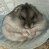 HAMSTER 22