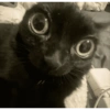🌈🐈‍⬛✨️Gatos Funny Mood✨️🐈🌈 9