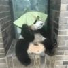 Panda com Chapéu de Folha