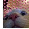 Hearts❤ and cute cats🐱 6