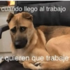 Animalitos Random🪴🐾 28