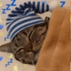 🐈‍⬛🐱🧶 GATOS | CATS 2 🧶🐱🐈‍⬛ 5