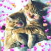 Amor 💗 gatinhos 14