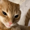 MEMES GATITOS 18😍 5