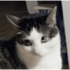 🌈🐈‍⬛✨️Gatos Funny Mood✨️🐈🌈 10