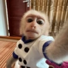Macaco 12