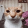 🌈🐈‍⬛✨️Gatos Funny Mood✨️🐈🌈 22