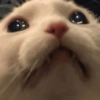 🌈🐈‍⬛✨️Gatos Funny Mood✨️🐈🌈 25