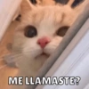 Michis Para Ti pt.12🐱❤️ 11