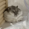 Hamster Fofo Reações 🐹 12