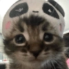 MEMES GATITOS 19 5