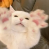 ★ Animalitos graciosos ★ 7