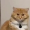 Gatos 6