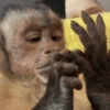 🐒🌴🐵 बंदर 🐵🌴🐒 9
