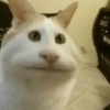 Gatitos Random ✨️😻 14
