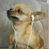 ANIMAIS DEBOCHADOS 12