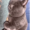 Gatos 8