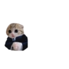 Mini gatitos 🥺😻 21