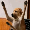 Surrendering Dog