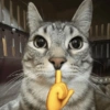 🐱Michitos bonitos🐱 6