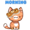 Morning & Night Cats 10