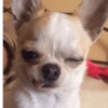 Cachorro meme 12 😉
