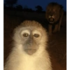 Macaco 14