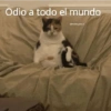 Odio a todo el mundo @michis.para.ti