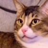 Gatos 11