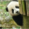 Panda Curioso