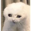 🌈🐈‍⬛✨️Gatos Funny Mood✨️🐈🌈 20