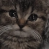 Gatos 16