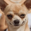 Cachorro meme 10