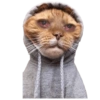 Memes de gatos 2 13