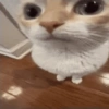 🌈🐈‍⬛✨️Gatos Funny Mood✨️🐈🌈 23