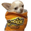 Crunchy REAL Contist OS FRA