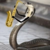 Cute snake 13