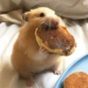 Hamster Fofo Reações 🐹 7