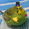 Animais  5