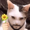 GATINHOS DIFERENCIADOS 😹 12