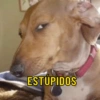 ESTUPIDOS