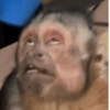 🐵 Очень милые обезьянки 🐒✨🐒 16