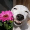 Top Animais engraçados 🤣 14