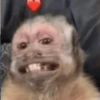 Macaco 🤣🤣🤣 13