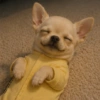 🐕Perros muy funny Dogs 🐶😂 15