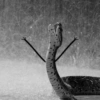 Cute snake 18