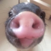 Porquinho Fofo Reações 🐷 11