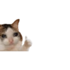Mini gatitos 🥺😻 19
