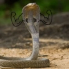 Cute snake 17