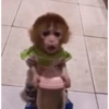 🐵 Очень милые обезьянки 🐒✨🐒 5